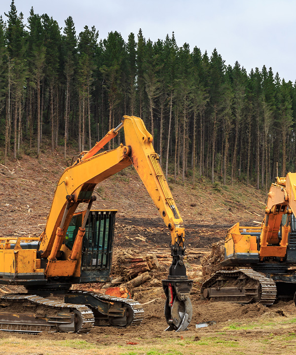At PeckOff we know the impact of starlings on forestry.