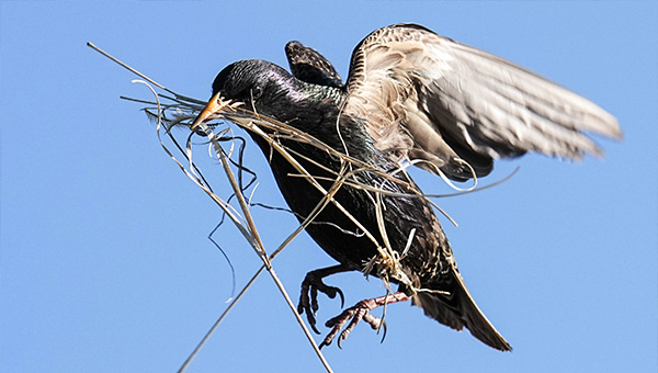 Starling flying with nesting material