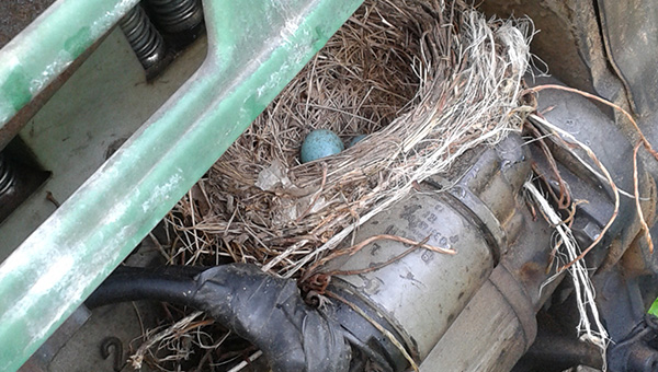 Starling nest in tractor engine