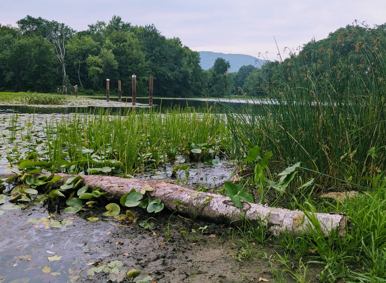 Monitoring site image