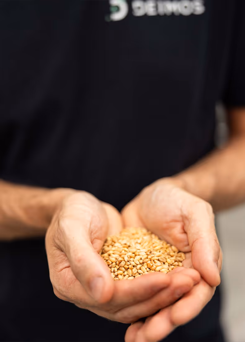 Hands gently holding golden wheat grains in front of a blurred Deimos logo shirt
