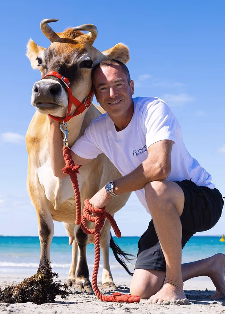 Person kneeling on the beach beside a cow, wearing a Fremantle Seaweed branded shirt.