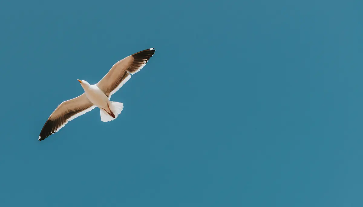 A seagull flying in a blue sky