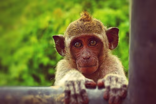 Free Brown Monkey Holding Black Metal Bar Stock Photo