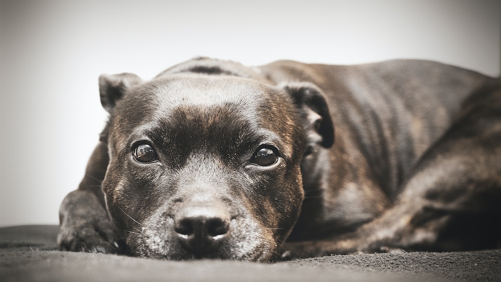 brown and white short coated dog