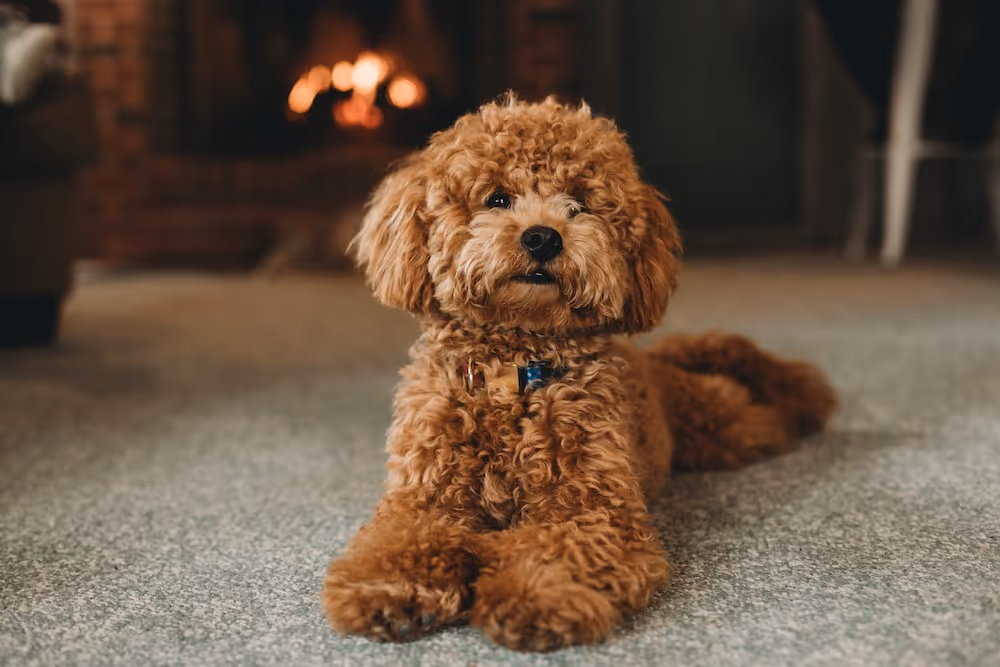 brown poodle puppy on blue carpet