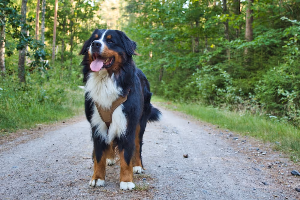 black and white coated dog walking on grass pathway