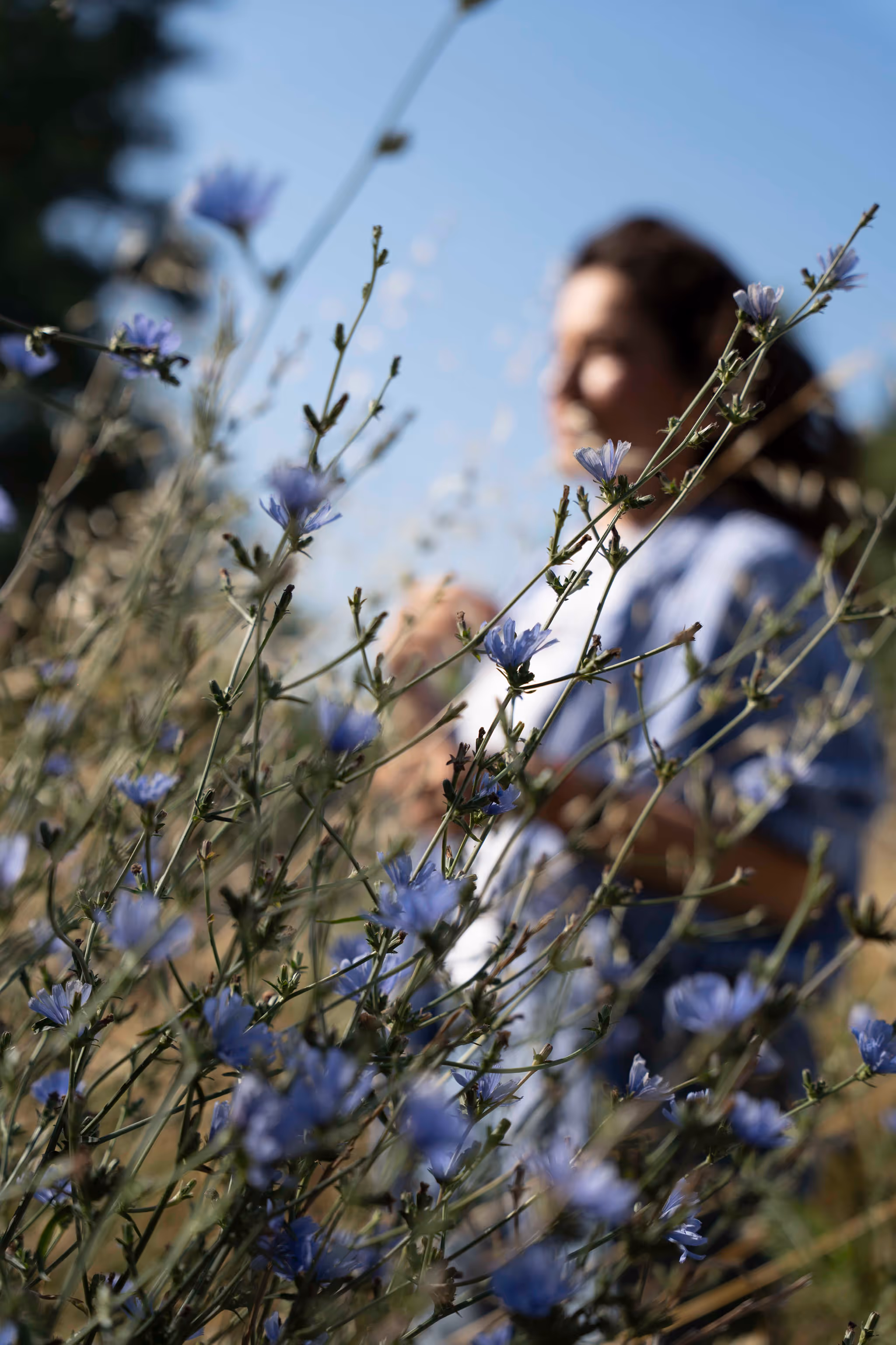 A person standing in a sunny meadow, partially obscured by tall stems of blooming wild blue flowers