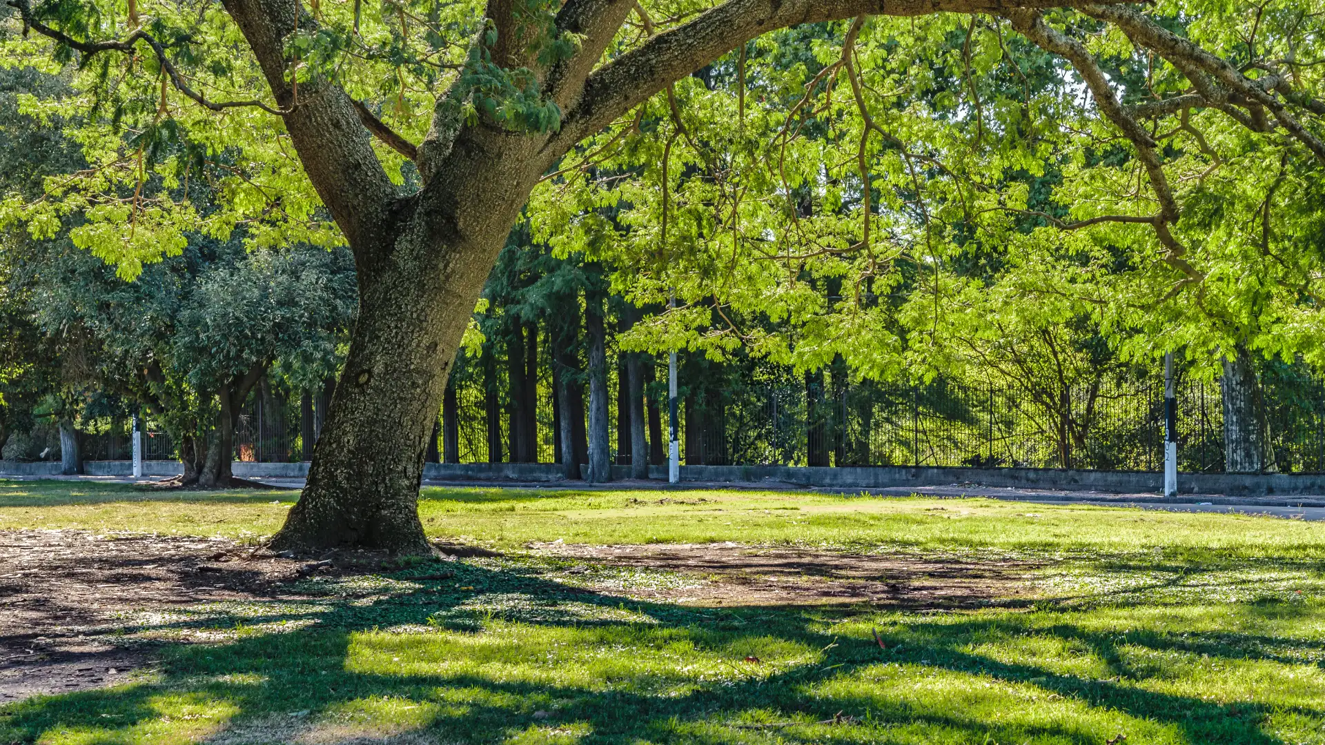 Large tree with thick trunk casting shadows on green grass in a sunny park.
