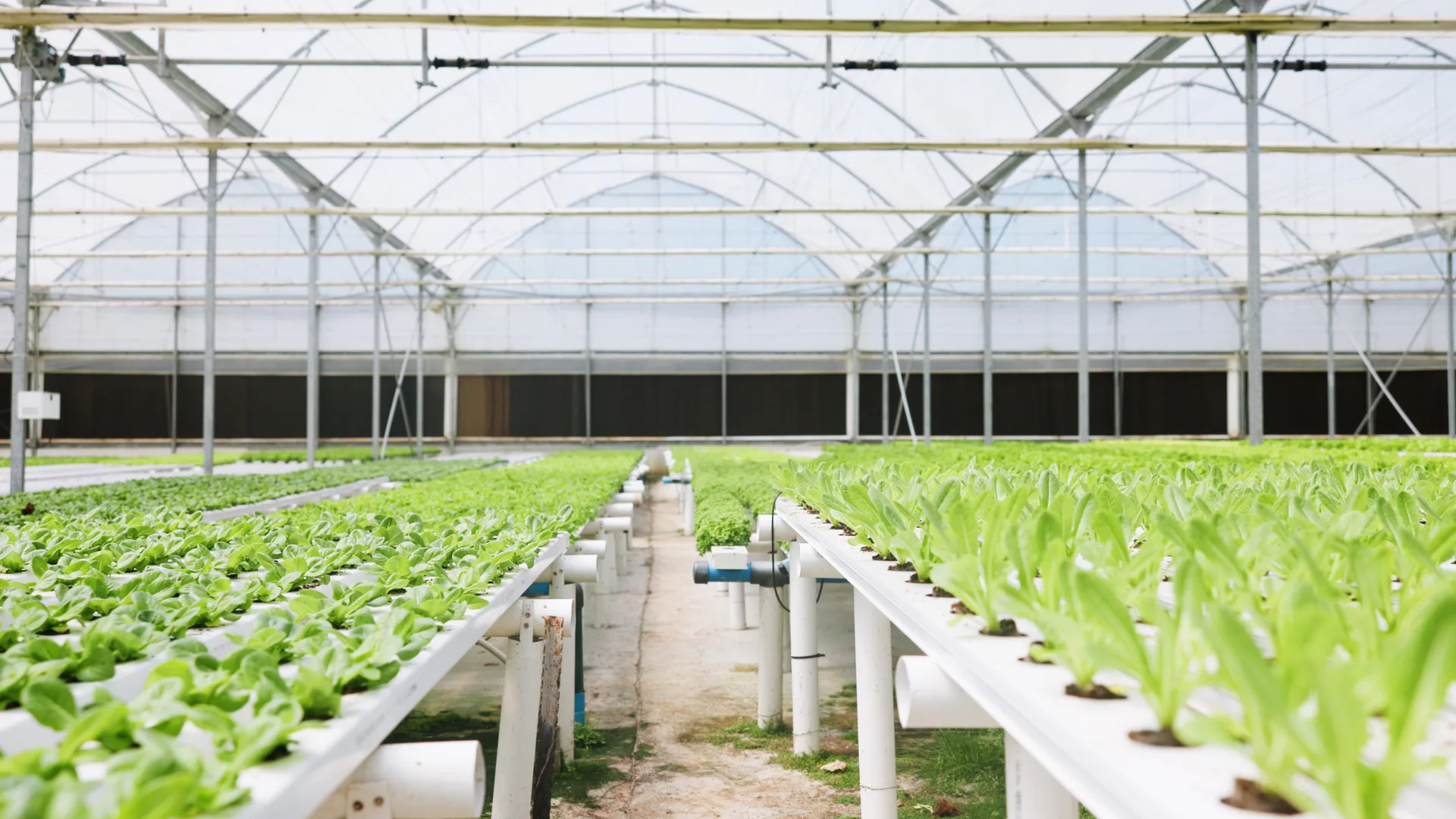 Rows of green leafy vegetables growing in a hydroponic system inside a large greenhouse.