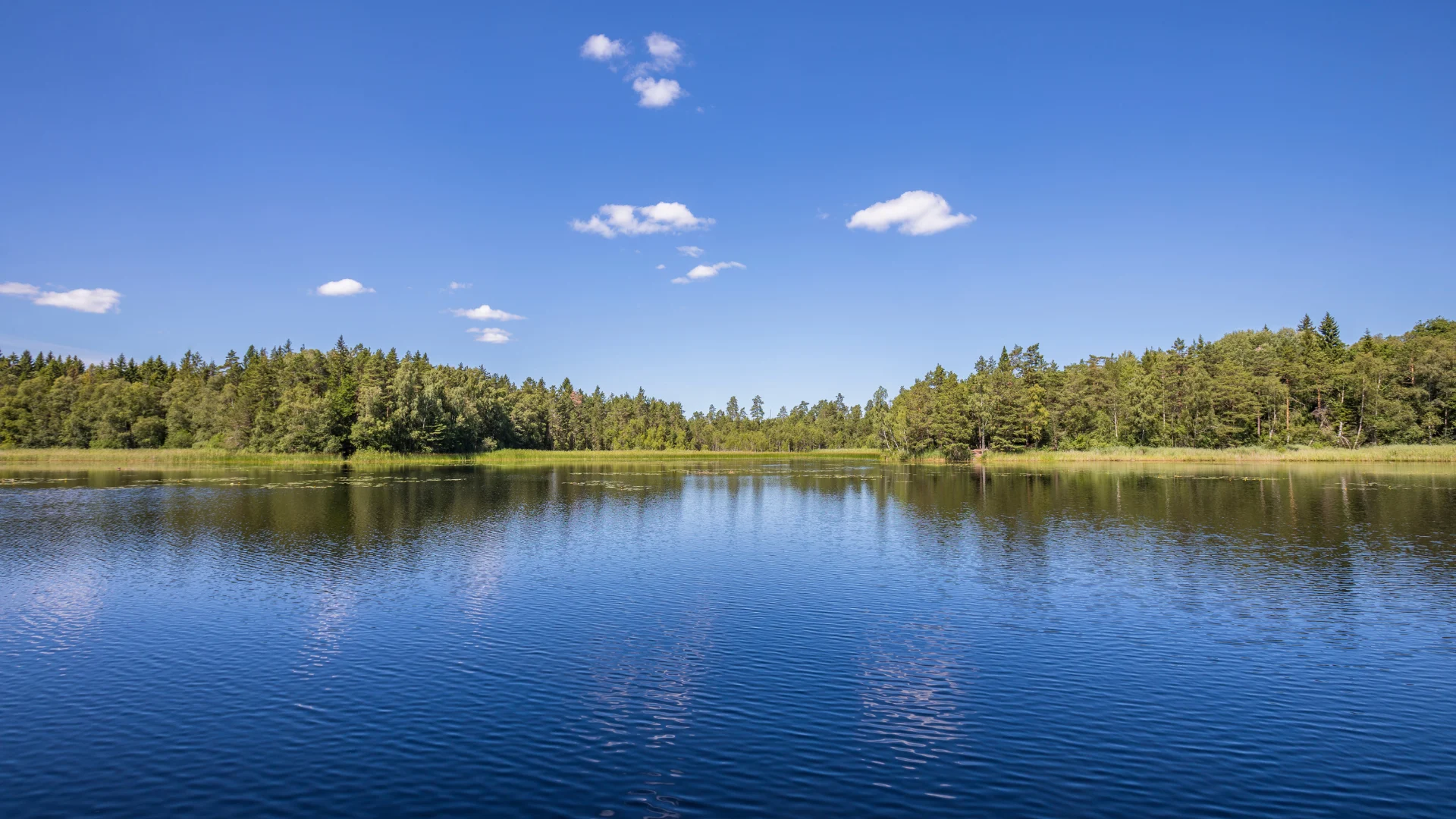 Calm lake reflecting the blue sky and scattered clouds with a tree-lined shore in the background.