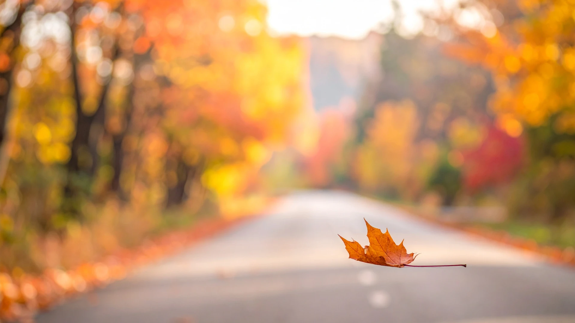 Orange autumn leaf floating above a rural road lined with trees showing fall foliage.