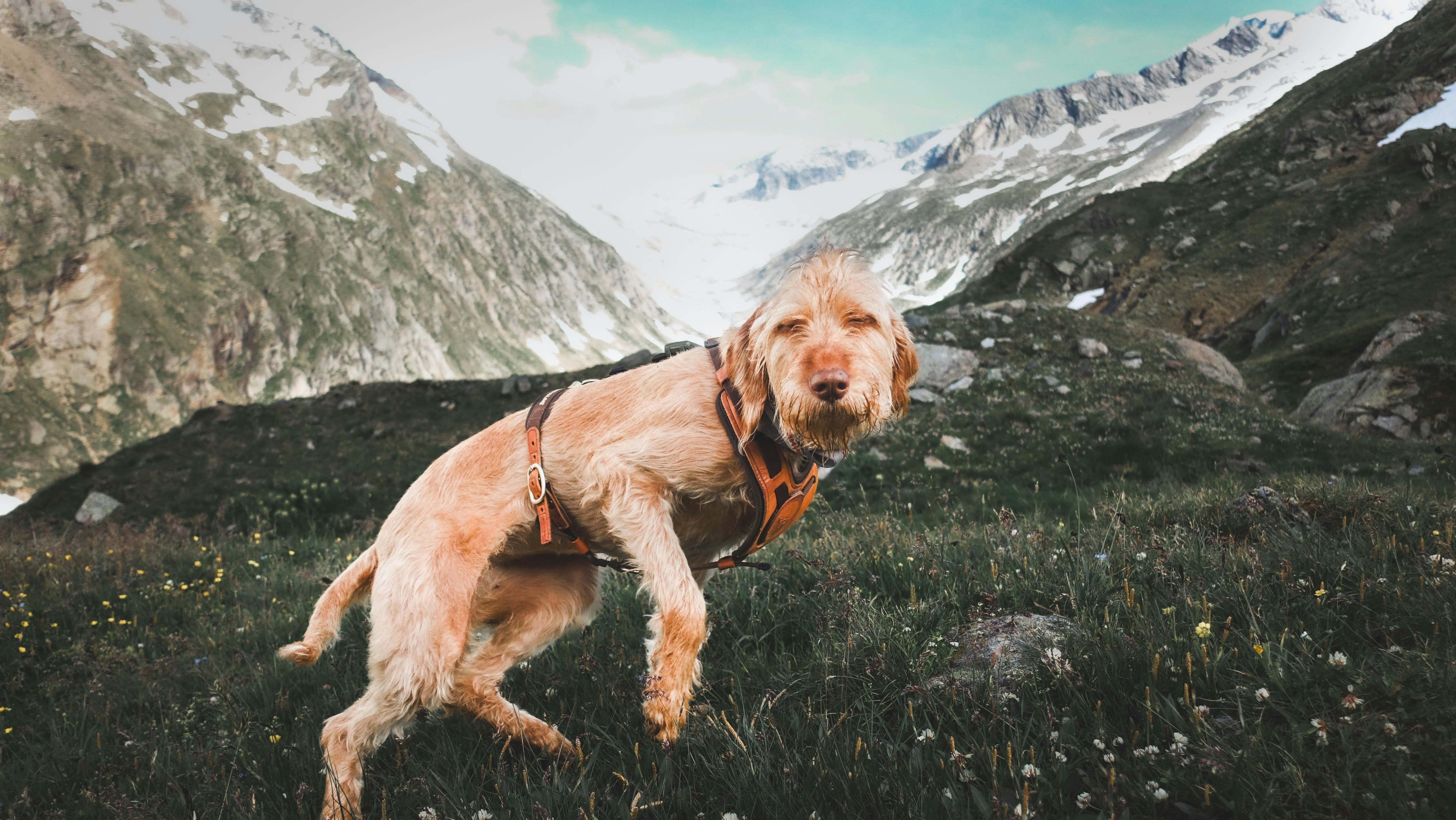Randonner avec son chien en France