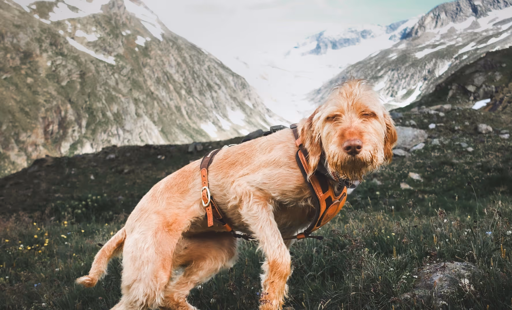 Randonner avec son chien en France