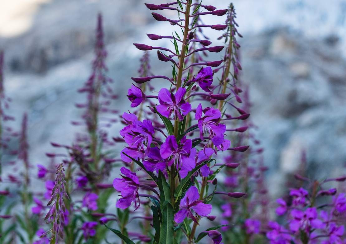 Fleurs violettes d'altitude, observation de la flore — week-end pour s'émerveiller dans les Écrins.