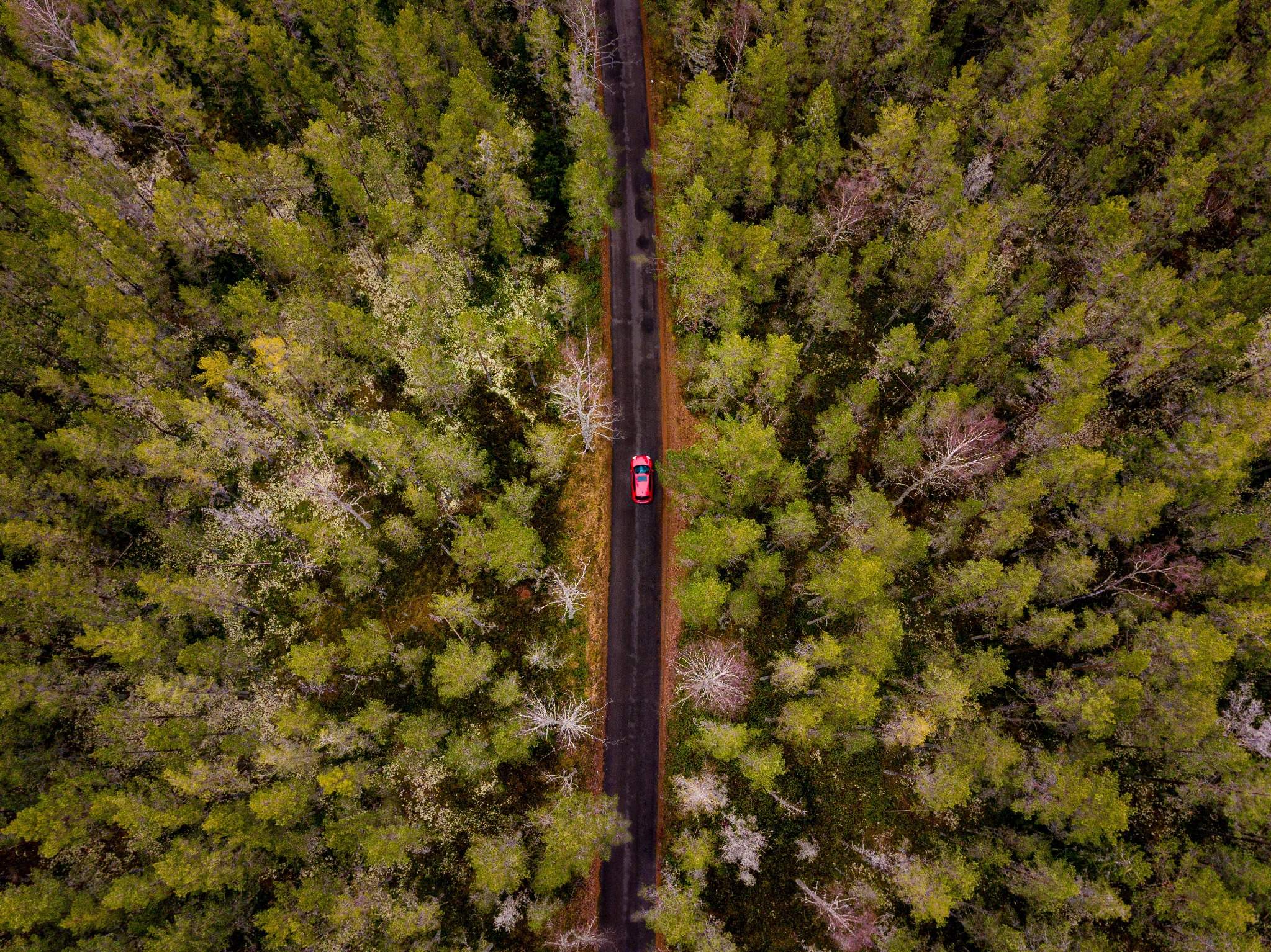 Route forestière vers le Vercors — séjour Photo en Montagne.