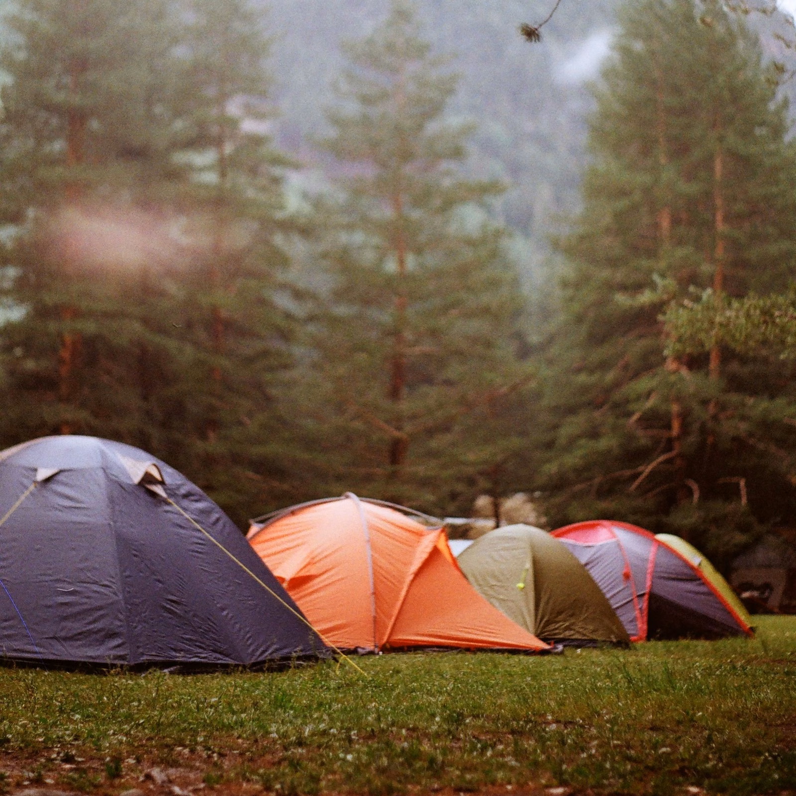 Tentes de bivouac en forêt dans la brume, séjour Solo mais pas trop.