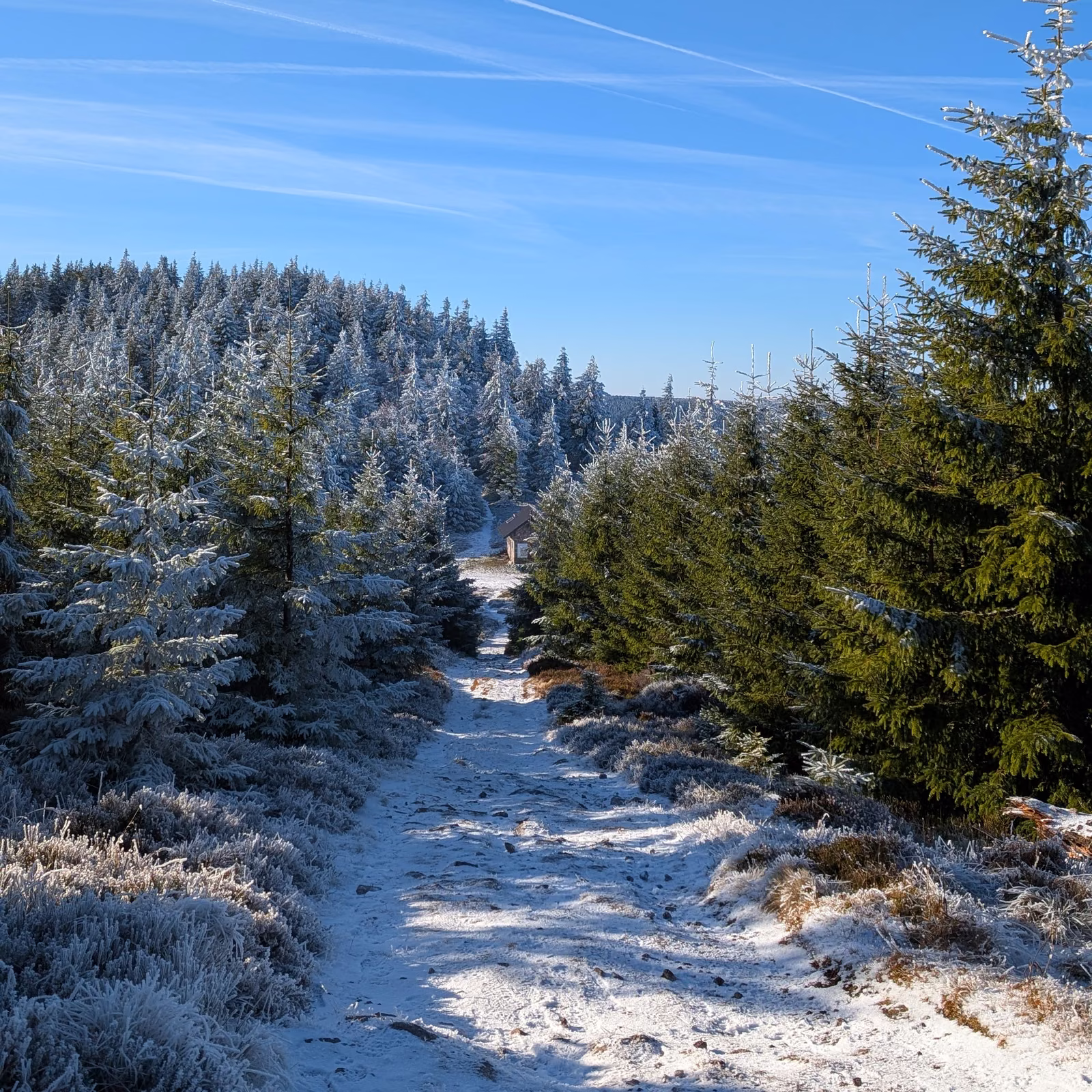 Sentier enneigé et sapins givrés sous un ciel bleu, accès au séjour Raquettes flow.