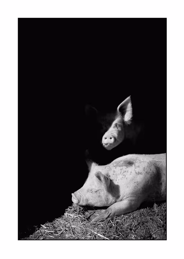 Oink