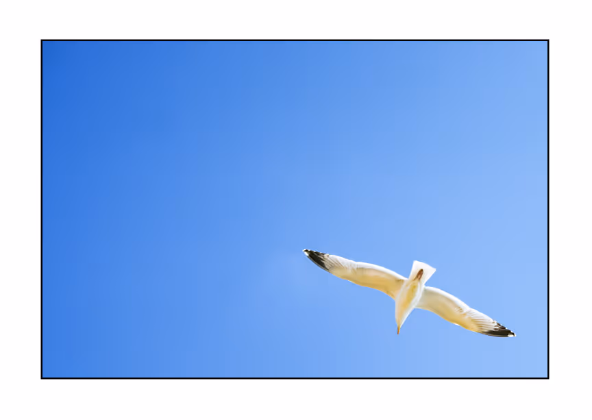 Lonely Seagull