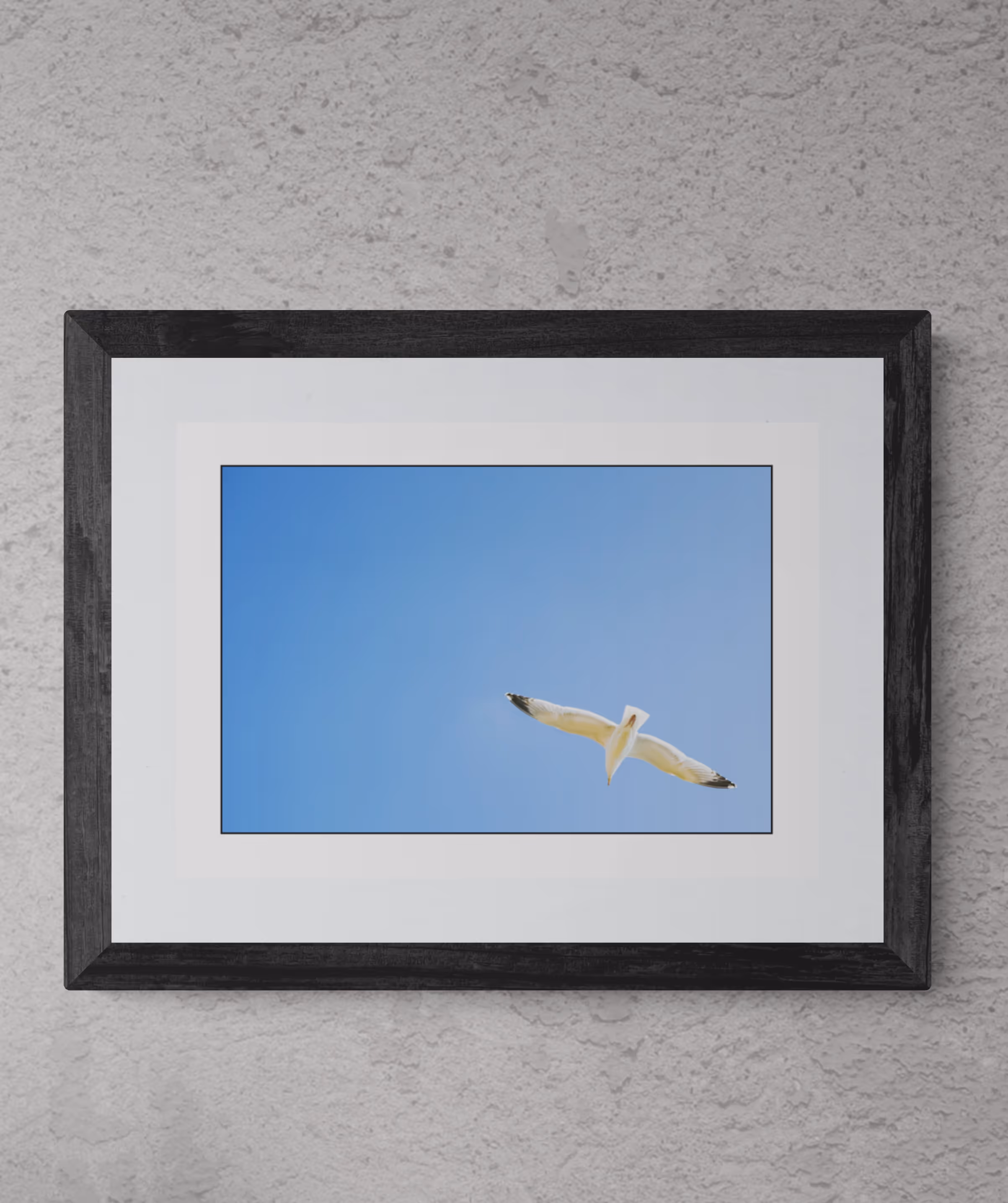 Lonely Seagull