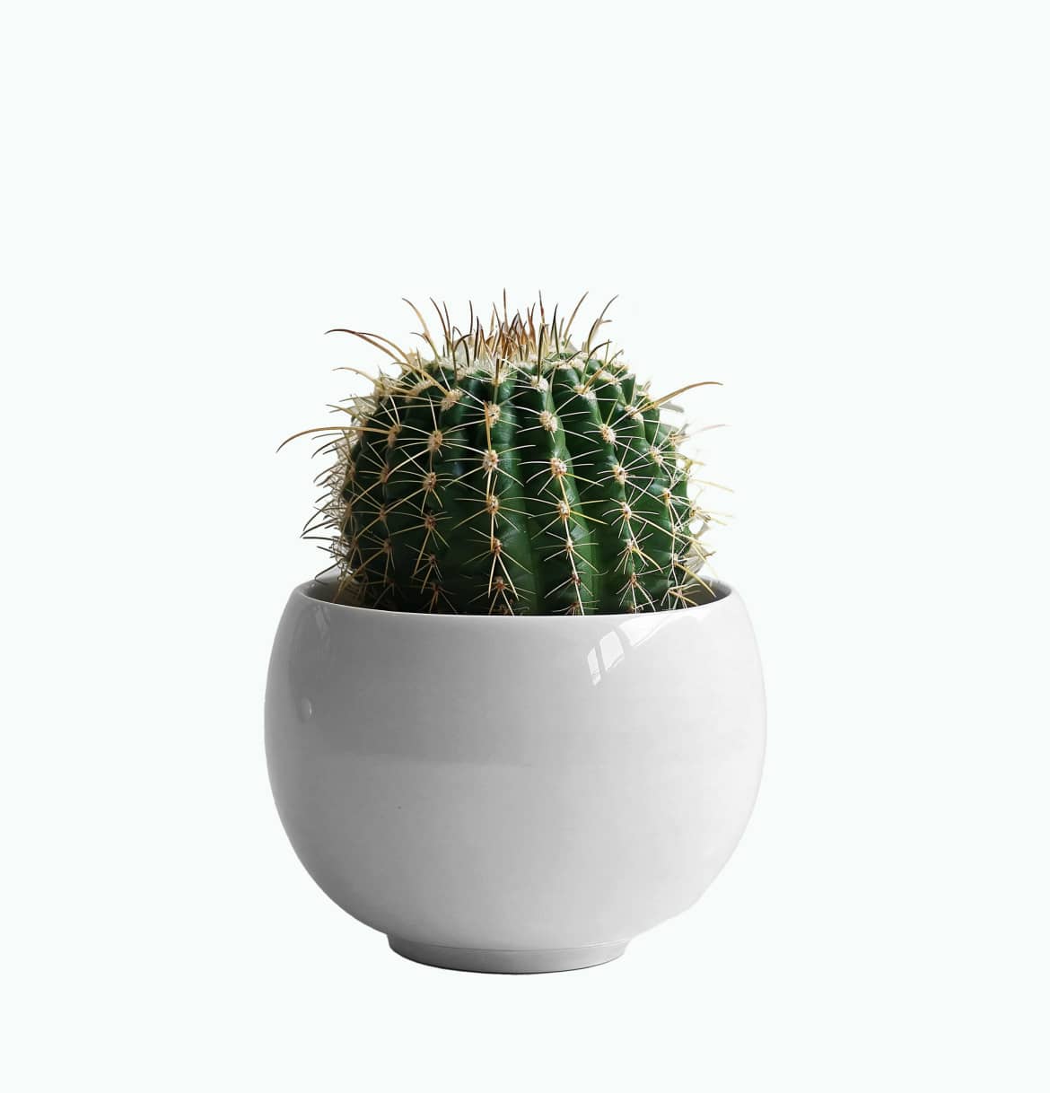 Balloon Cactus Plant