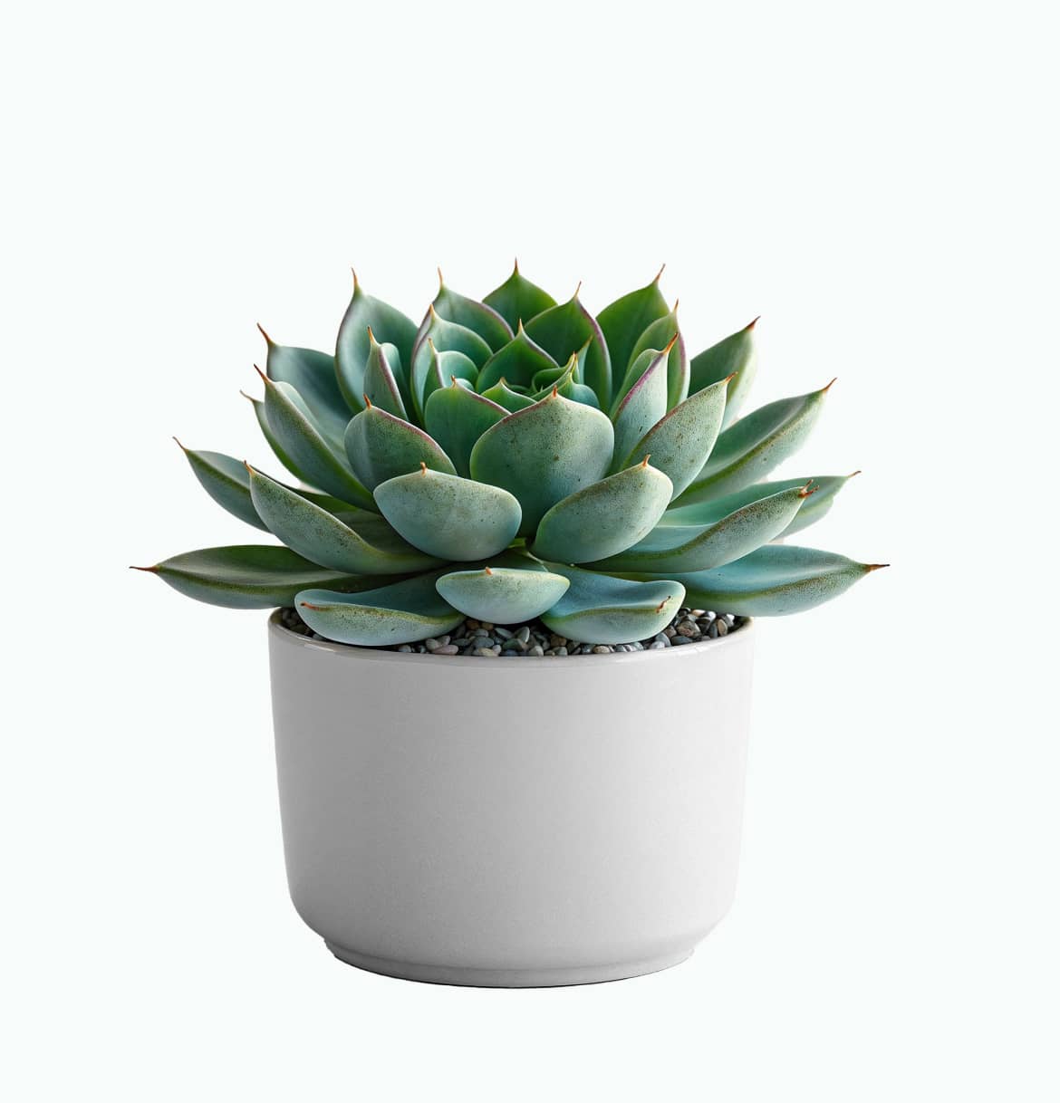 Succulent Plant