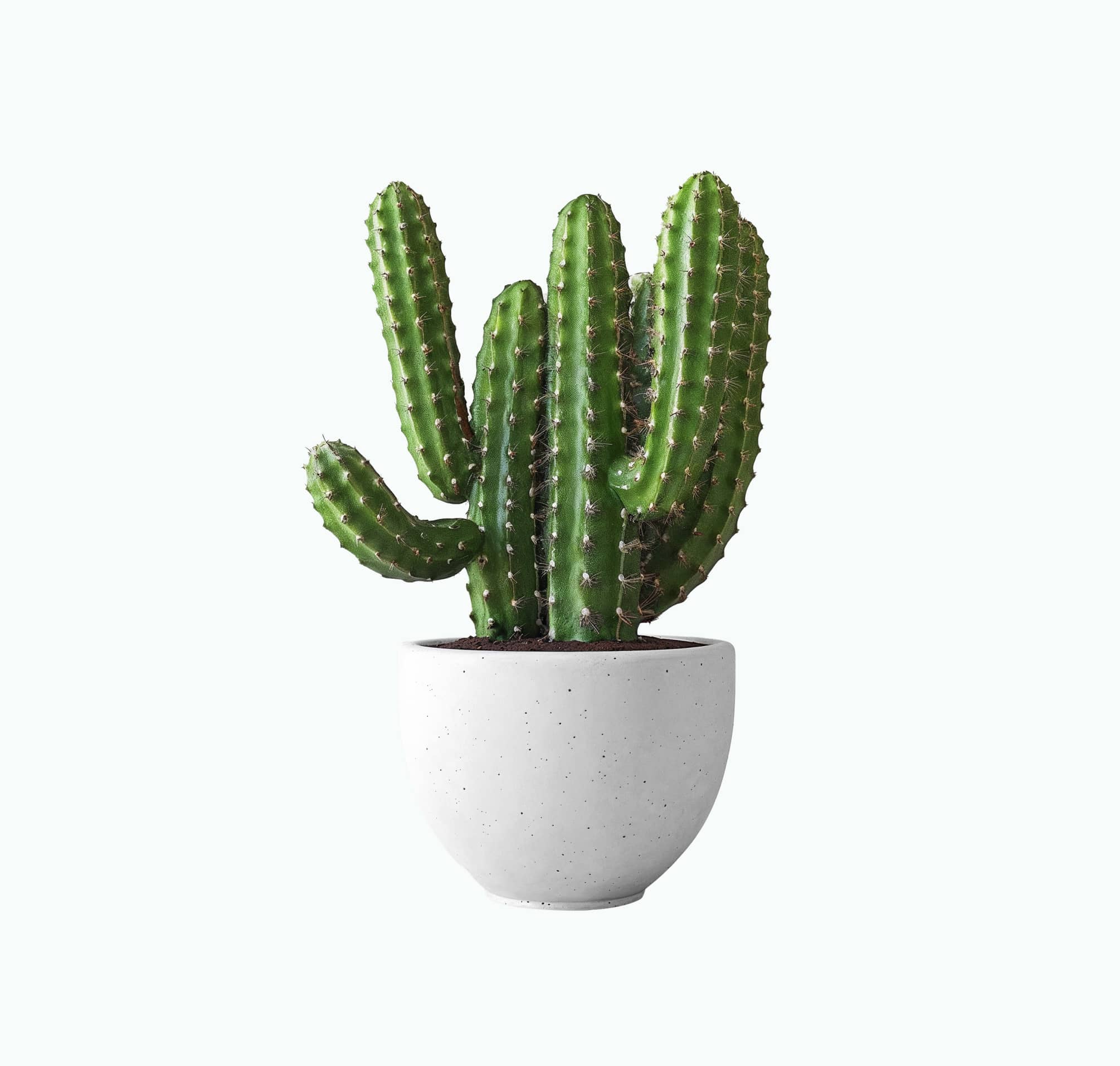 Cactus plant