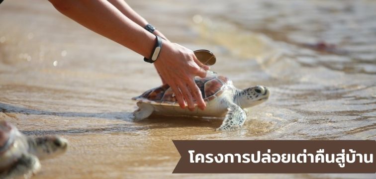 โครงการปล่อยเต่าคืนสู่บ้าน