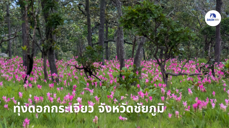 ทุ่งดอกกระเจียว จังหวัดชัยภูมิ