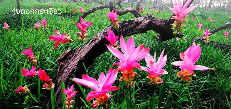 ทุ่งดอกกระเจียว