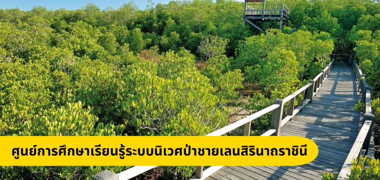 ศึกษาเรียนรู้ระบบนิเวศป่าชายเลนสิรินาถราชินี