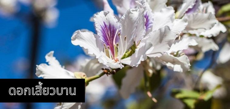 ดอกเสี้ยวบาน