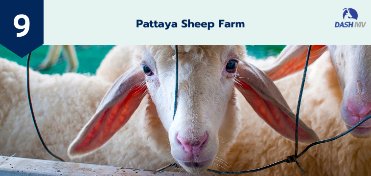 Pattaya Sheep Farm