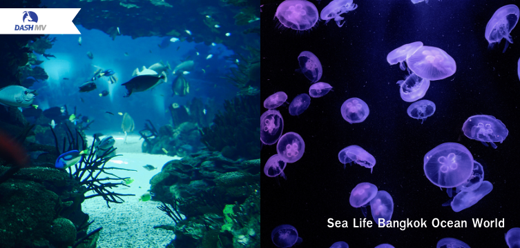 Sea Life Bangkok Ocean World