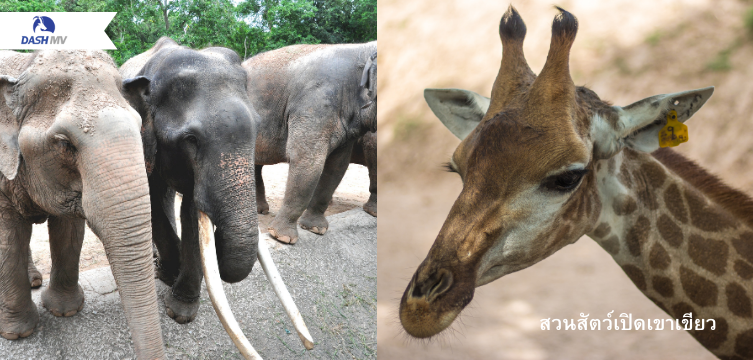 สวนสัตว์เปิดเขาเขียว ทัศนศึกษา