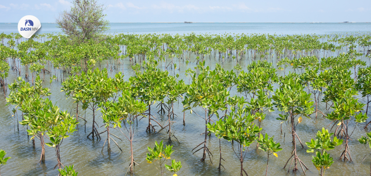 12 สถานที่ปลูกป่าชายเลน ป่าโกงกาง