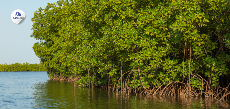 สถานที่ปลูกป่าชายเลน ป่าโกงกาง