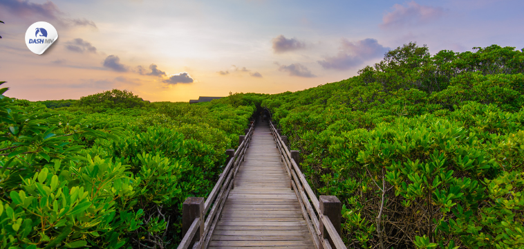 สถานที่ปลูกป่าชายเลน ป่าโกงกาง