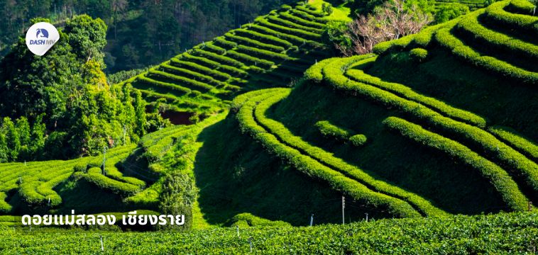 ดอยแม่สลอง เชียงราย - ที่เที่ยวปีใหม่