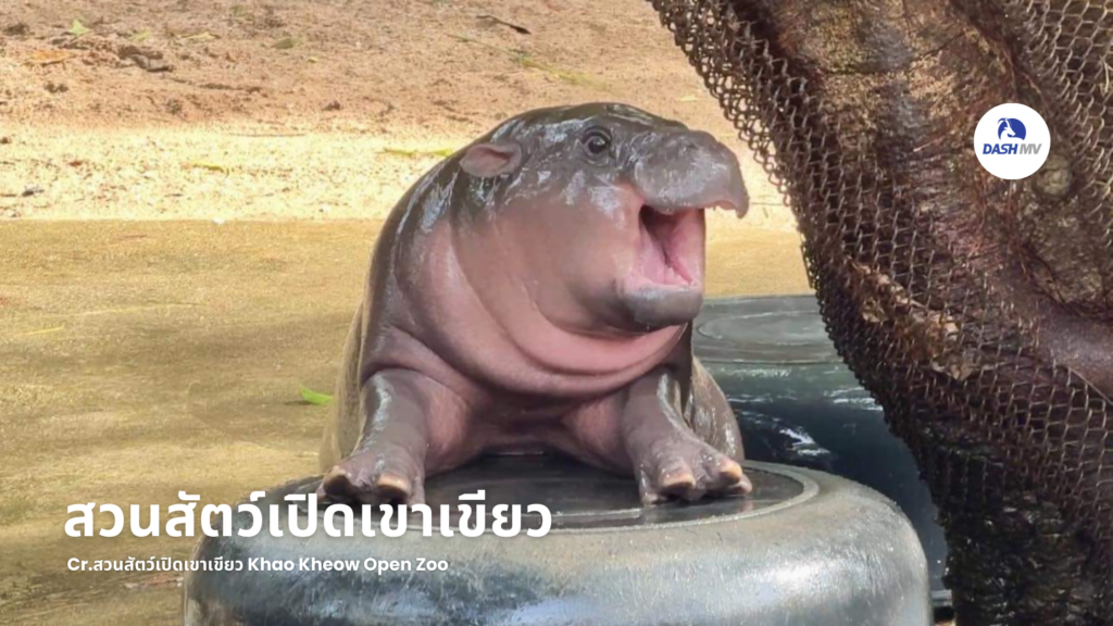 สวนสัตว์เปิดเขาเขียว (เขาเขียวไนท์ซาฟารี)