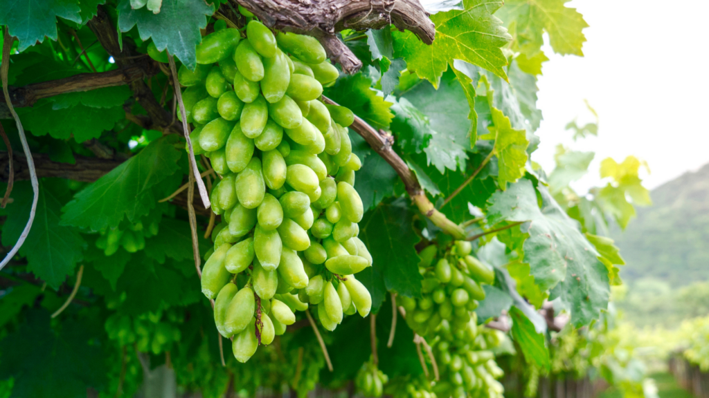 ไร่องุ่น เขาใหญ่ อัลซิดินี่ ไวเนอรี Alcidini the Boutique Winery of Khao Yai