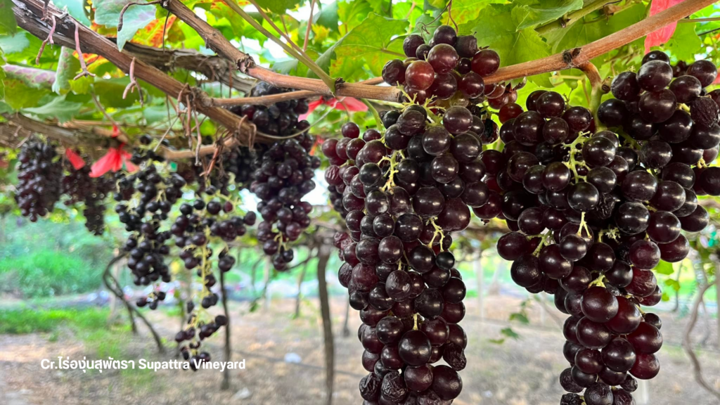 ไร่องุ่นสุพัตรา Supattra Vineyard
