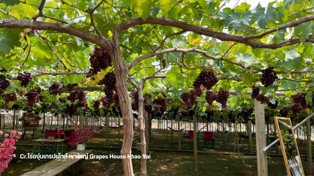 ไร่องุ่นเกรปเฮ้าส์ เขาใหญ่ Grapes House Khao Yai