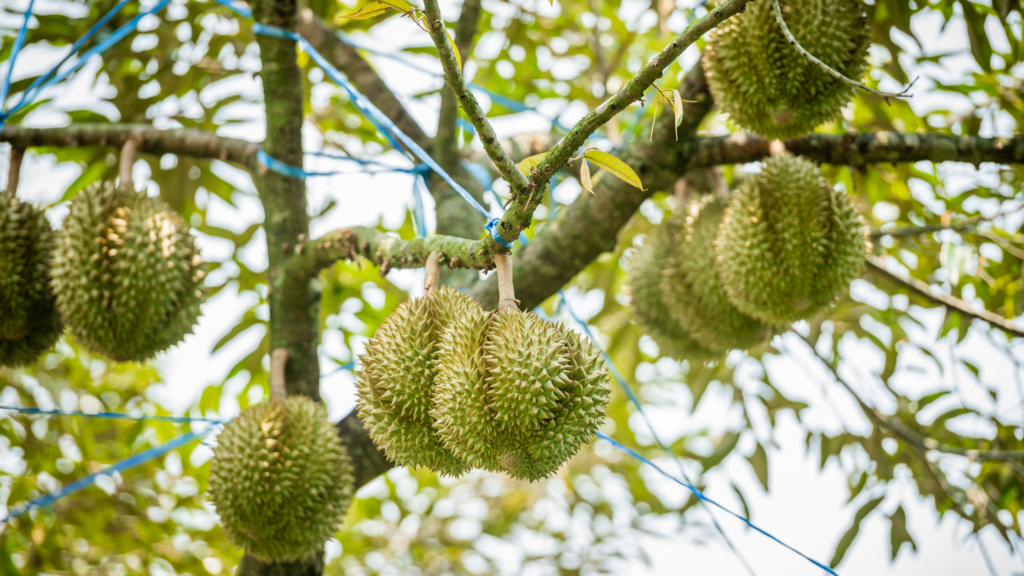 สวนผลไม้อินทรีย์แห่งภาคตะวันออก