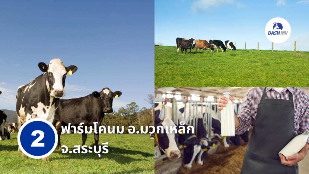 ฟาร์มโคนม อ.มวกเหล็ก จ.สระบุรี