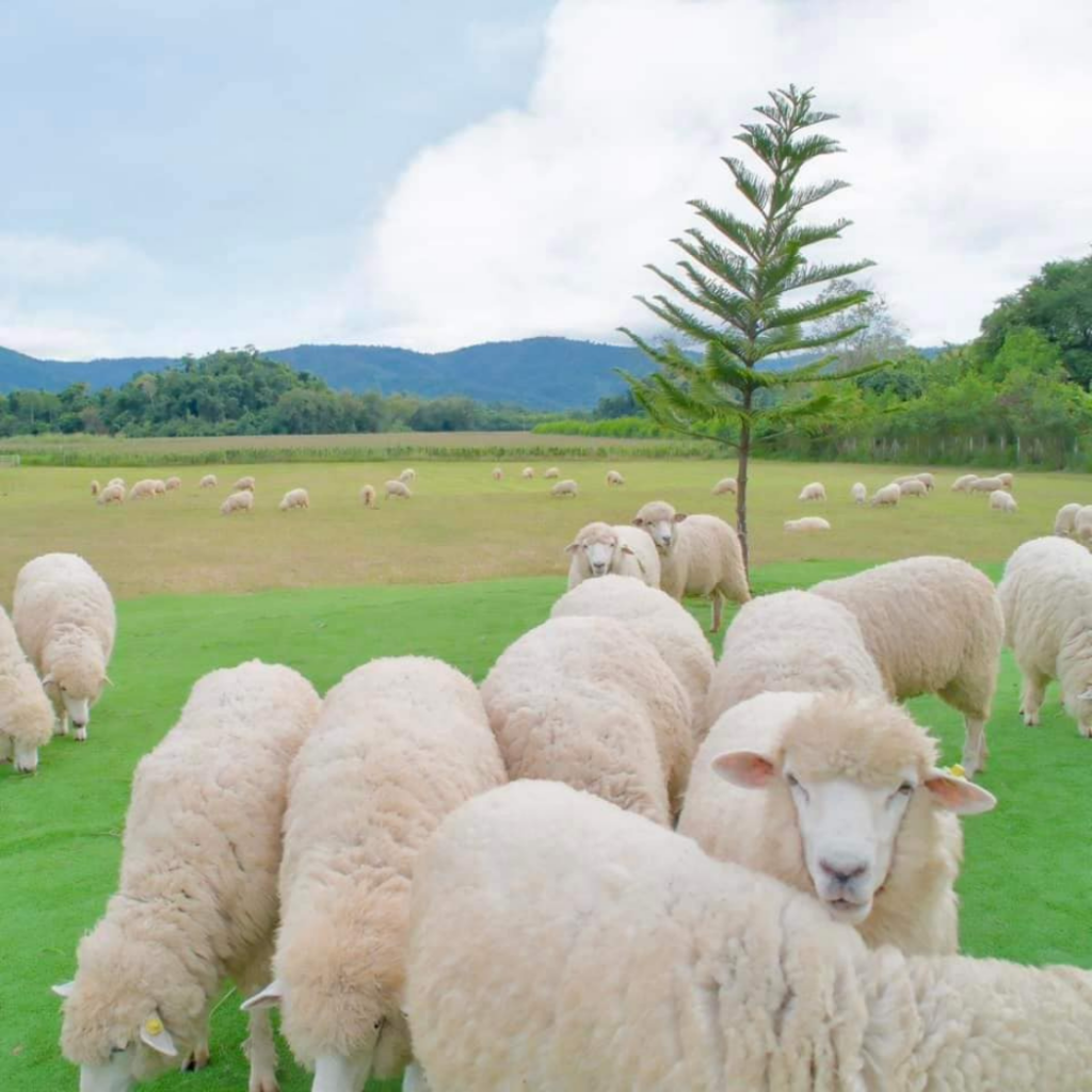 Stardoi farm khaoyai