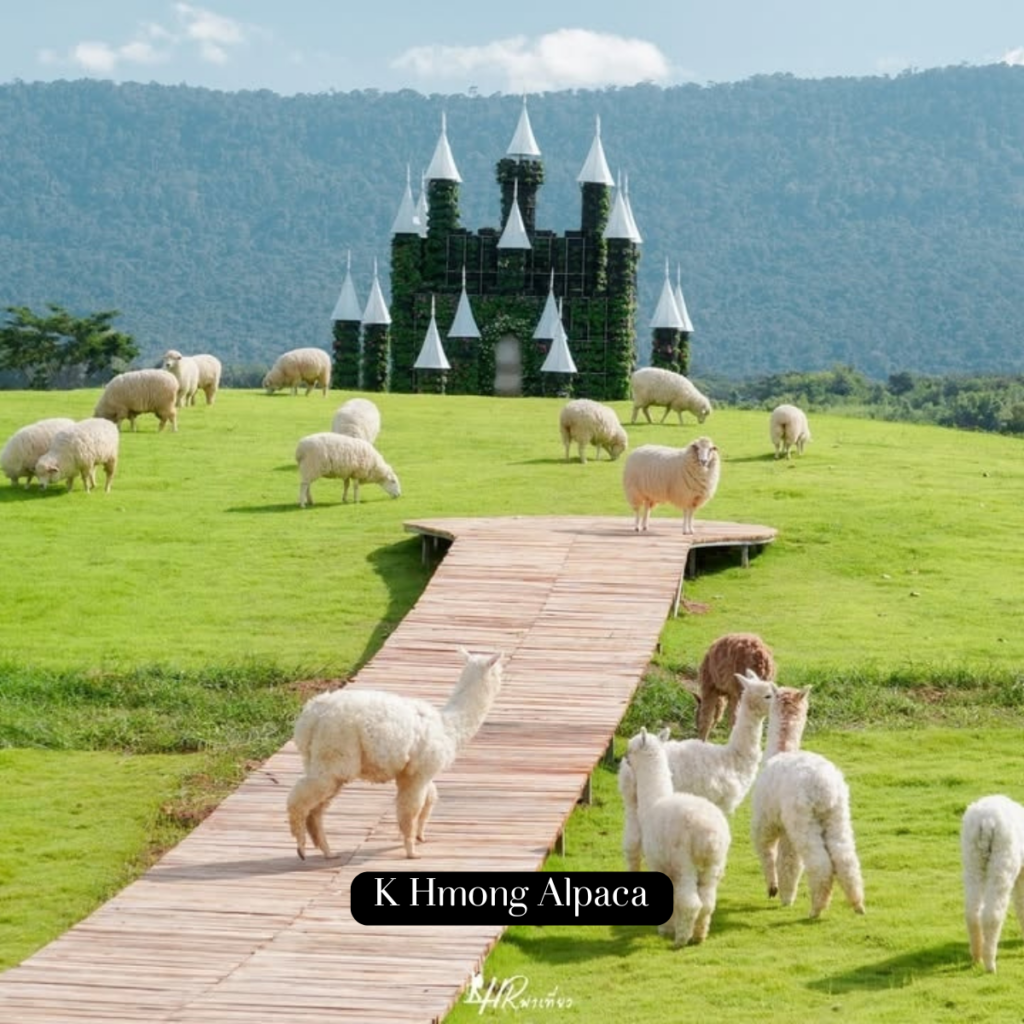 เค มง อัลปาก้า เขาใหญ่ K Hmong Alpaca