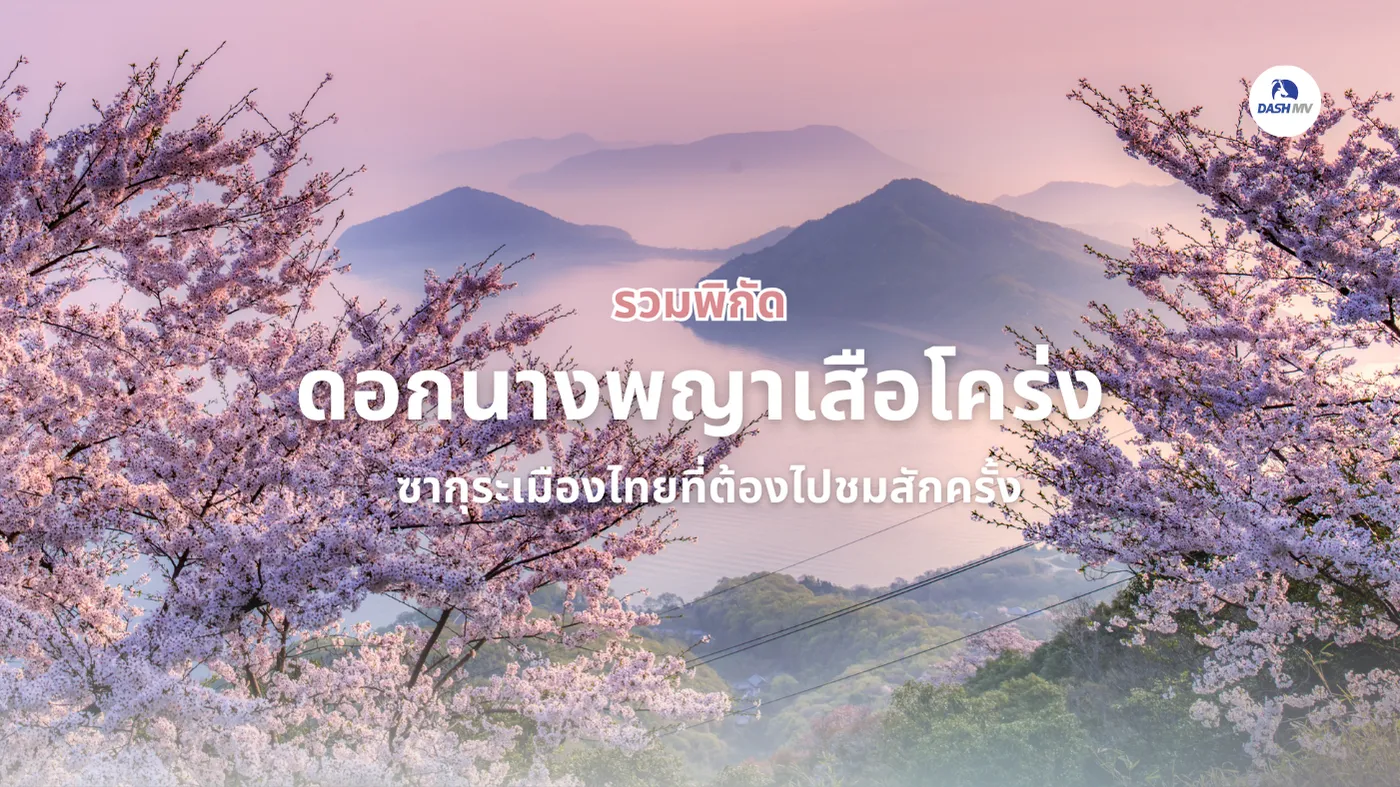 ดอกนางพญาเสือโคร่ง ซากุระเมืองไทย