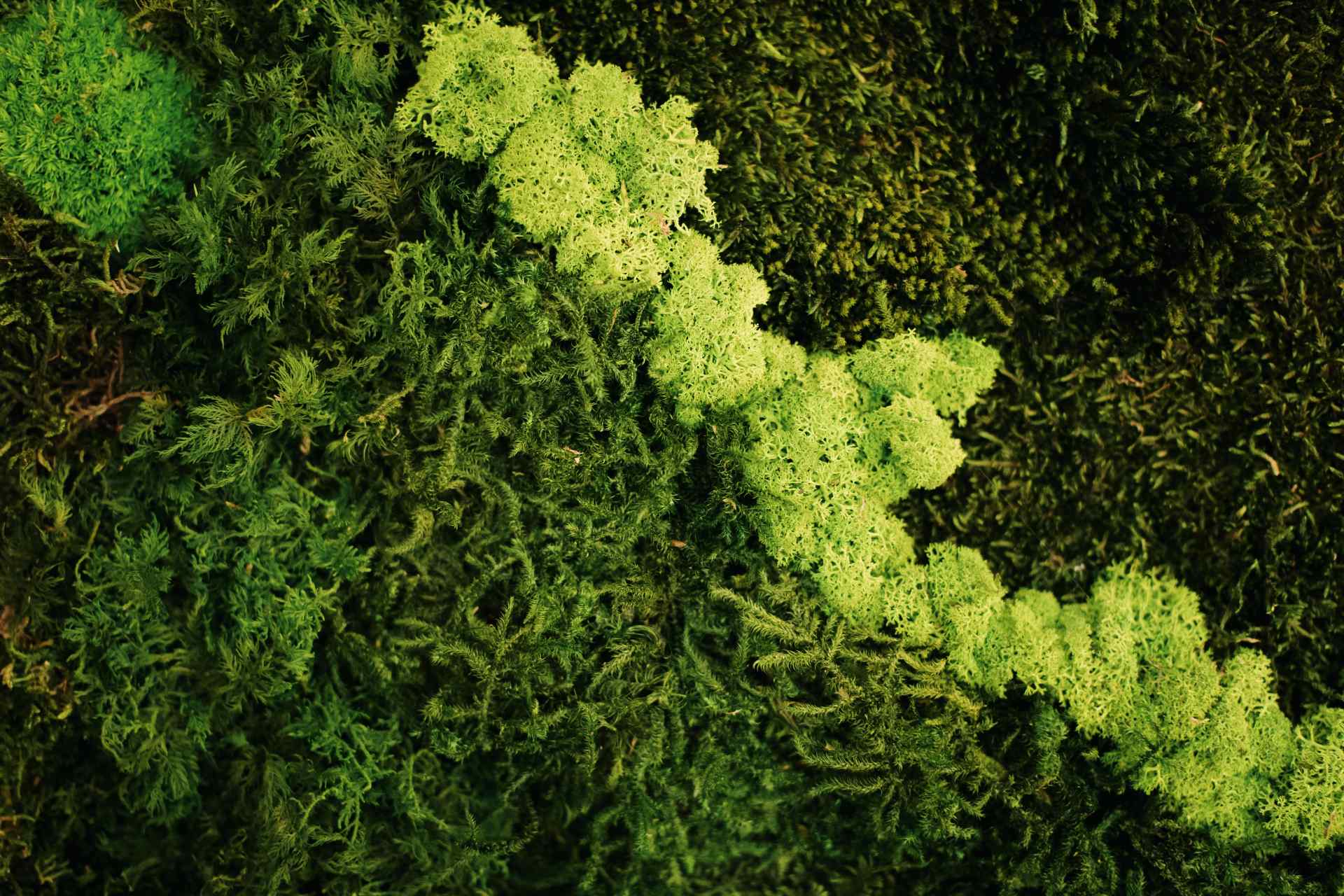 Moss Wall in Newbury Dental, located in Edmonton, Alberta, Canada